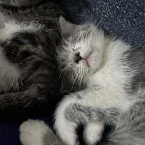 Thumbnail photo of Prim #3