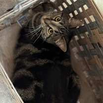 Thumbnail photo of Elsa and Anna #1