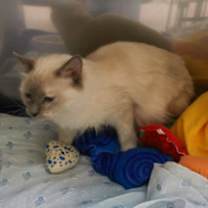 Thumbnail photo of Sugar Plum #3