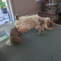 Thumbnail photo of Ronin #3