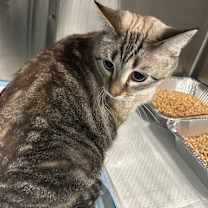 Thumbnail photo of Dean (Latte) #1