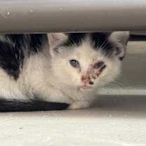 Thumbnail photo of Amos #2