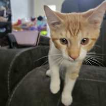 Thumbnail photo of Chip #1