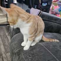 Thumbnail photo of Chip #3