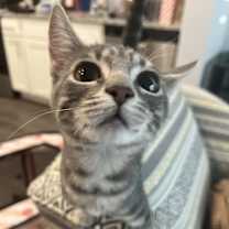 Thumbnail photo of Wisp #1