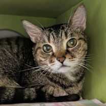 Thumbnail photo of Baron Von Scratchipher #1