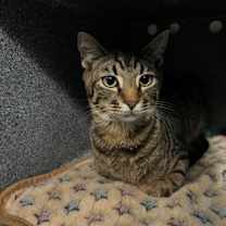 Thumbnail photo of Boo #1