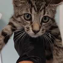 Thumbnail photo of Boo #2