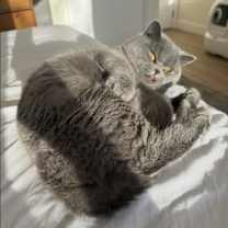 Thumbnail photo of Brooklyn #3