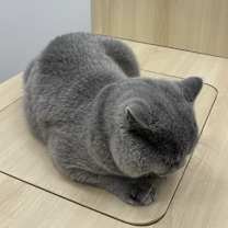 Thumbnail photo of Brooklyn #4