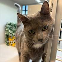 Thumbnail photo of Gertie #3