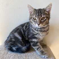 Thumbnail photo of Maya #1