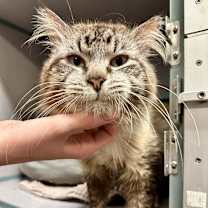 Thumbnail photo of Mufasa #1