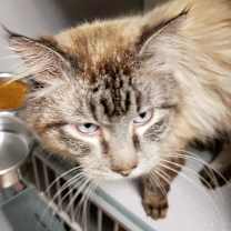 Thumbnail photo of Mufasa #2