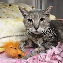 Thumbnail photo of Striper #1