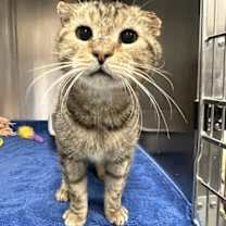 Thumbnail photo of Cheetah #2