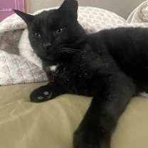 Thumbnail photo of Thomas #3