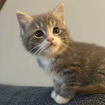 Thumbnail photo of Paisley #2