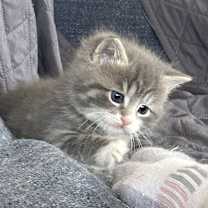 Thumbnail photo of Paisley #4