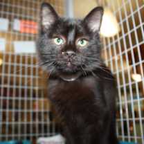 Thumbnail photo of Sable #1