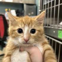 Thumbnail photo of Rhett Butler #2