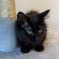 Thumbnail photo of Torracat #2