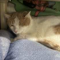 Thumbnail photo of Lucky #1