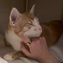 Thumbnail photo of Marmalade #2