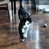 Thumbnail photo of Tommy Shelby #1