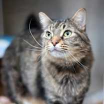 Thumbnail photo of Ludo #2