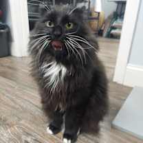 Thumbnail photo of Merlin #3