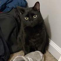 Thumbnail photo of STAR #2