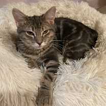 Thumbnail photo of Maya #3