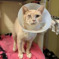 Thumbnail photo of Freya #2