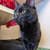 Thumbnail photo of Lotso #2