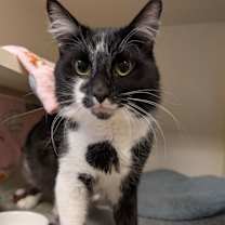 Thumbnail photo of Bullseye #1