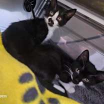 Thumbnail photo of Zaru #2