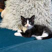 Thumbnail photo of Lizzie #4