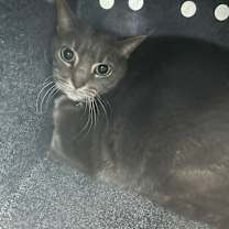 Thumbnail photo of Sophie #2