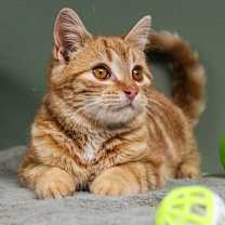 Thumbnail photo of Fiddler #1