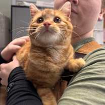 Thumbnail photo of Fiddler #2