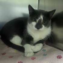 Thumbnail photo of Nemo (Bonded to Dory) #2