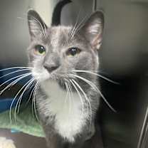 Thumbnail photo of Dory (Bonded to Nemo) #3