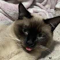 Thumbnail photo of Sushi #2