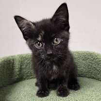 Thumbnail photo of Katniss #2