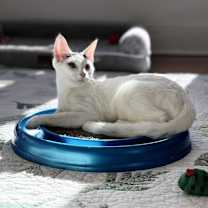 Thumbnail photo of Blanco #4