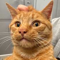 Thumbnail photo of Pookie #2