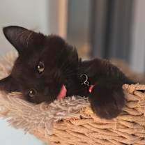 Thumbnail photo of Onyx #3