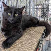 Thumbnail photo of Phantom / Fang #1