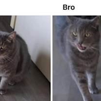 Thumbnail photo of Bubby and Bro #1